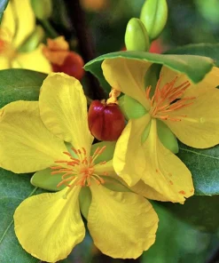 Ochna serrulata, mickey mouse plant in 4