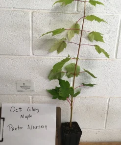 October Glory Maple Tree Live Plant – 1-2 ft Quart Pot – Fast Growing Shade Tree - Image 2
