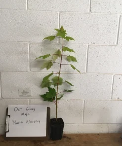 October Glory Maple Tree Live Plant – 1-2 ft Quart Pot – Fast Growing Shade Tree - Image 4