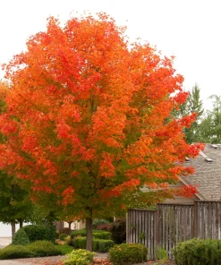 October Glory Maple Tree Live Plant – 1-2 ft Quart Pot – Fast Growing Shade Tree - Image 5