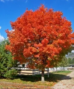 October Glory Maple Tree – Live Plant – 1-2 ft Tall – Quart Pot – Outdoor Shade Tree - Image 3