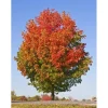 October Glory Maple Tree – Live Plant – 1-2 ft Tall – Quart Pot – Outdoor Shade Tree - Image 1