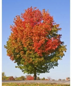 October Glory Maple Tree – Live Plant – 1-2 ft Tall – Quart Pot – Outdoor Shade Tree - Image 1