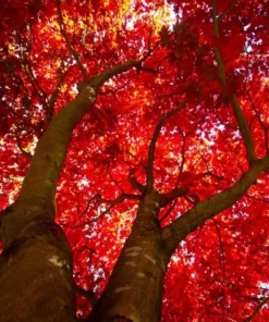 October Glory Maple Tree - Live Plant, 10-16