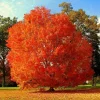 October Glory Maple Tree - Live Plant, 10-16" Tall, Quart Pot, Outdoor - Image 1