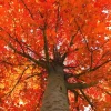 October Glory Maple Tree Live Plant - 6-12" Tall - 2.5" Pot - Acer rubrum 'October Glory' - Image 1
