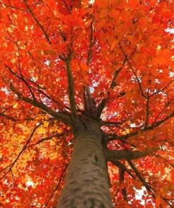 October Glory Maple Tree Live Plant - 6-12