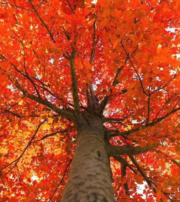October Glory Maple Tree Live Plant - 6-12" Tall - 2.5" Pot - Acer rubrum 'October Glory' - Image 1