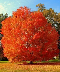 October Glory Maple Tree Live Plant - 6-12