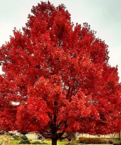 October Glory Maple Tree Live Plant - 6-12