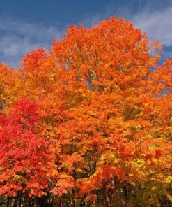 October Glory Maple Tree Live Plant - 6-12