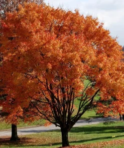 October Glory Maple Tree Live Plant - 6-12