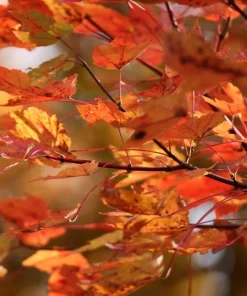 October Glory Maple Tree Live Plant - 6-12