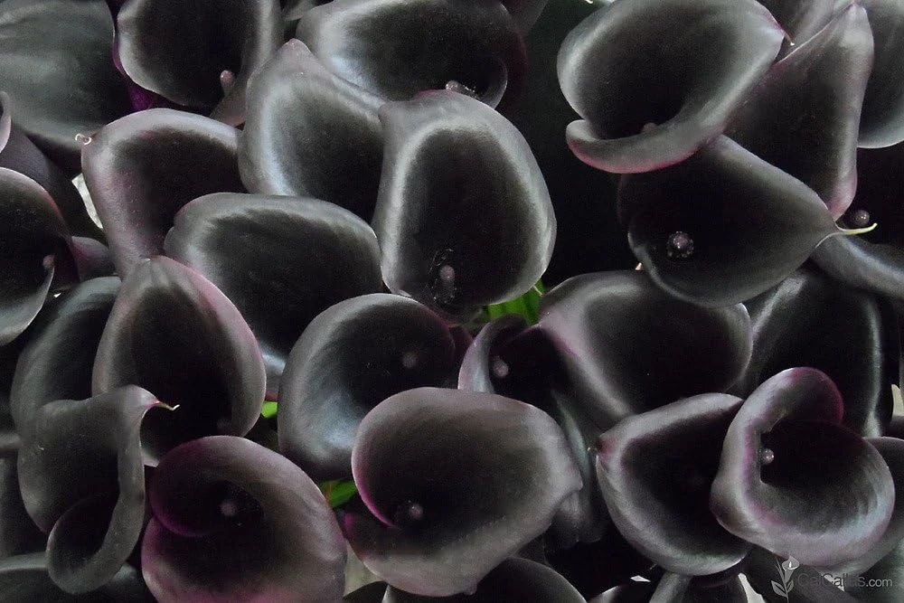 Odessa Calla Lily Bulbs - Dark Maroon & Purple - 14/16 cm - Flower Bulbs - Image 2