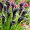Odessa Calla Lily Bulbs - Dark Maroon & Purple - 14/16 cm - Flower Bulbs - Image 1