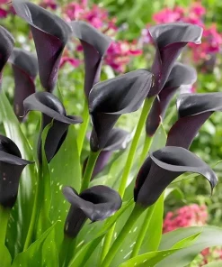 Odessa Calla Lily Bulbs - Dark Maroon & Purple - 14/16 cm - Flower Bulbs - Image 1