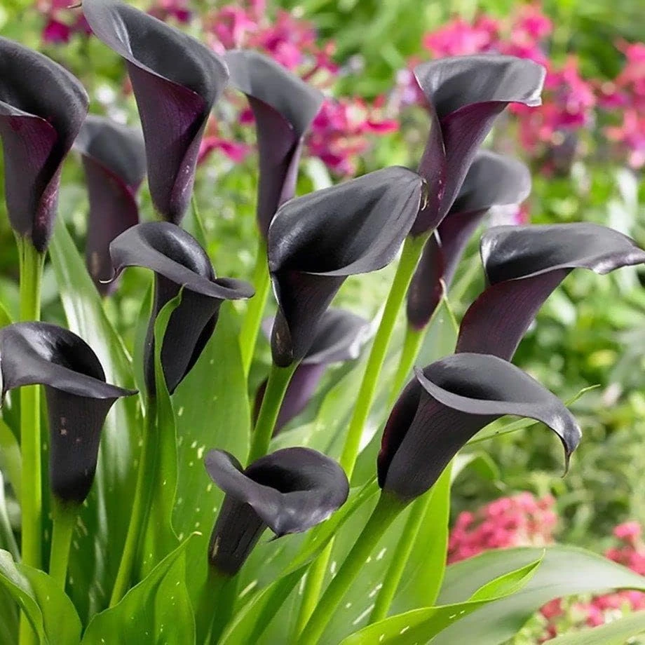 Odessa Calla Lily Bulbs - Dark Maroon & Purple - 14/16 cm - Flower Bulbs - Image 1