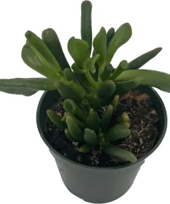 Ogre's Ear Jade Plant Crassula ovata 'Gollum' Live Plant – 4 inch Pot – Indoor Succulent - Image 2