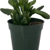 Ogre's Ear Jade Plant Crassula ovata 'Gollum' Live Plant – 4 inch Pot – Indoor Succulent - Image 1