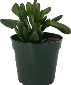 Ogre's Ear Jade Plant Crassula ovata 'Gollum' Live Plant – 4 inch Pot – Indoor Succulent - Image 1