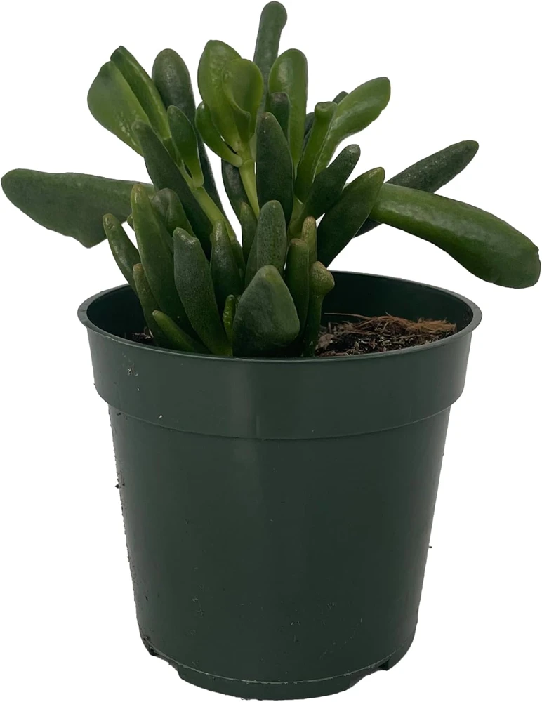 Ogre's Ear Jade Plant Crassula ovata 'Gollum' Live Plant – 4 inch Pot – Indoor Succulent - Image 1