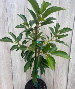 Oh La la ,Avocado Tree , Persea americana, Grafted in 3 Gallons Pot, No Ship to HI - Image 10