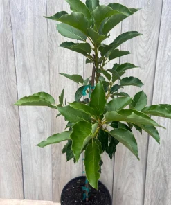 Oh La la ,Avocado Tree , Persea americana, Grafted in 3 Gallons Pot, No Ship to HI - Image 2