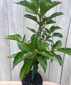 Oh La la ,Avocado Tree , Persea americana, Grafted in 3 Gallons Pot, No Ship to HI - Image 3
