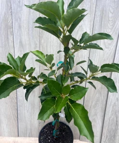 Oh La la ,Avocado Tree , Persea americana, Grafted in 3 Gallons Pot, No Ship to HI - Image 4