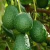 Oh La la ,Avocado Tree , Persea americana, Grafted in 3 Gallons Pot, No Ship to HI - Image 1