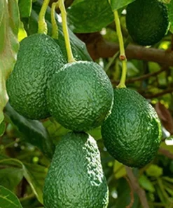 Oh La la ,Avocado Tree , Persea americana, Grafted in 3 Gallons Pot, No Ship to HI - Image 1