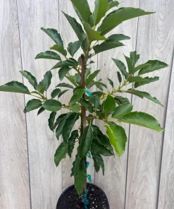 Oh La la ,Avocado Tree , Persea americana, Grafted in 3 Gallons Pot, No Ship to HI - Image 5