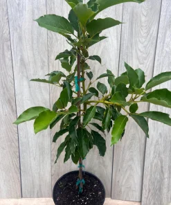 Oh La la ,Avocado Tree , Persea americana, Grafted in 3 Gallons Pot, No Ship to HI - Image 6