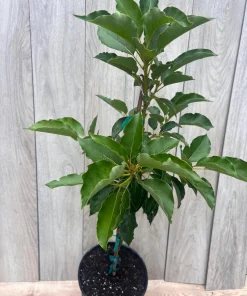 Oh La la ,Avocado Tree , Persea americana, Grafted in 3 Gallons Pot, No Ship to HI - Image 7