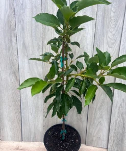 Oh La la ,Avocado Tree , Persea americana, Grafted in 3 Gallons Pot, No Ship to HI - Image 8