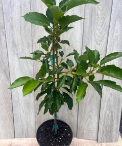 Oh La la ,Avocado Tree , Persea americana, Grafted in 3 Gallons Pot, No Ship to HI - Image 9