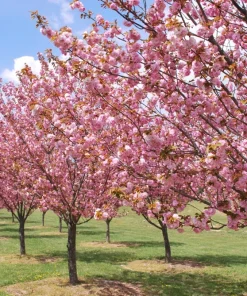Okame Flowering Cherry Tree - Live Plant - 6-12