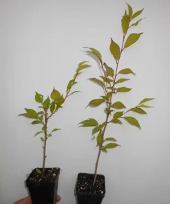 Okame Flowering Cherry Tree - Live Plant - 6-12