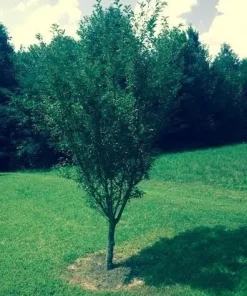 Okame Flowering Cherry Tree - Live Plant - 6-12