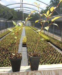 Okame Flowering Cherry Tree - Live Plant - 6-12