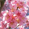 Okame Flowering Cherry Tree - Live Plant - 6-12" Tall - Pink Blooms - Image 1