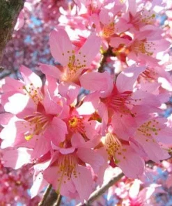 Okame Flowering Cherry Tree - Live Plant - 6-12