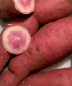 Okinawa & Radiosa Sweet Potato Slips - 10 Live Plants for Gardening - Image 5