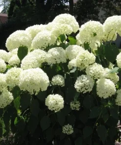 Old Fashion Snowball Viburnum Live Plant - Highbush Cranberry - 4-12 inch in 4 inch pot - Image 2