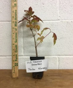Old Fashion Snowball Viburnum Live Plant - Highbush Cranberry - 4-12 inch in 4 inch pot - Image 3
