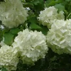 Old Fashion Snowball Viburnum Live Plant - Highbush Cranberry - 4-12 inch in 4 inch pot - Image 1