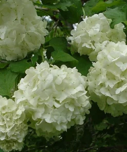 Old Fashion Snowball Viburnum Live Plant - Highbush Cranberry - 4-12 inch in 4 inch pot - Image 1