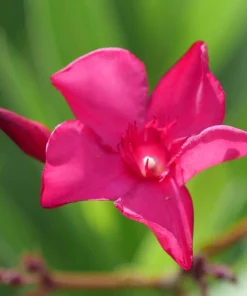 Oleander Live Plant - Austin Pretty Limits - Pink Flowers - 4" Pot - Outdoor Shrub - Image 2