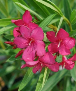 Oleander Live Plant - Austin Pretty Limits - Pink Flowers - 4