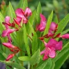 Oleander Live Plant - Austin Pretty Limits - Pink Flowers - 4" Pot - Outdoor Shrub - Image 1